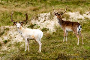 Damwild Norderney Torsten Barteldrees 